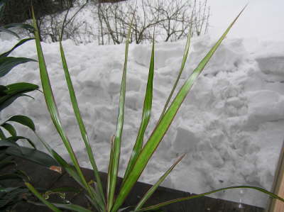 Blick aus dem ersten Stock nach Dachlawine